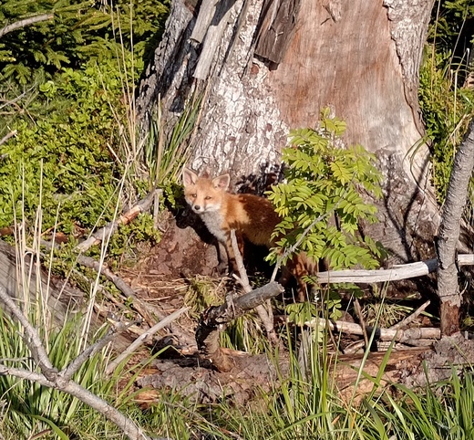 S pejskem do lesa: Na co si dát pozor pohledem z praxe